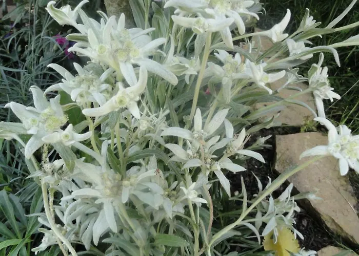 Colline Et Lou Wintzfelden